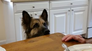 attentive German shepherd dog looking hopeful at dinner table